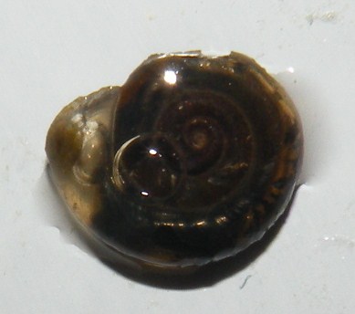 Gasteropodi di risaia