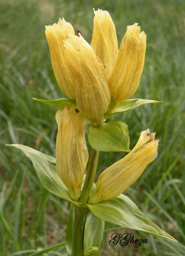 Gentiana punctata / Genziana punteggiata