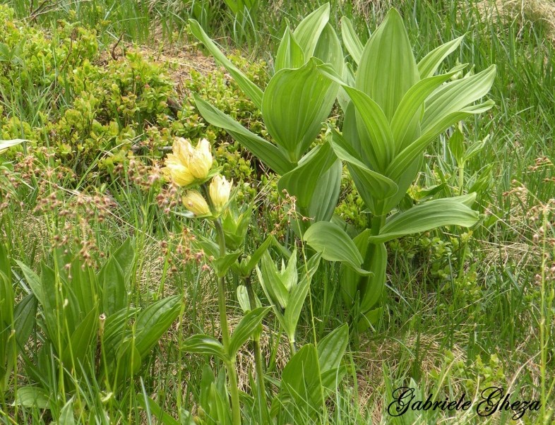 Gentiana punctata / Genziana punteggiata