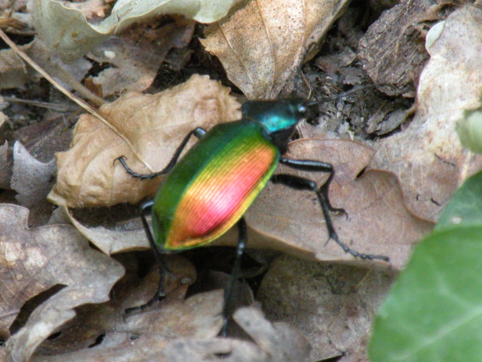 aiuto id coleottero coloratissimo: Calosoma sycophanta