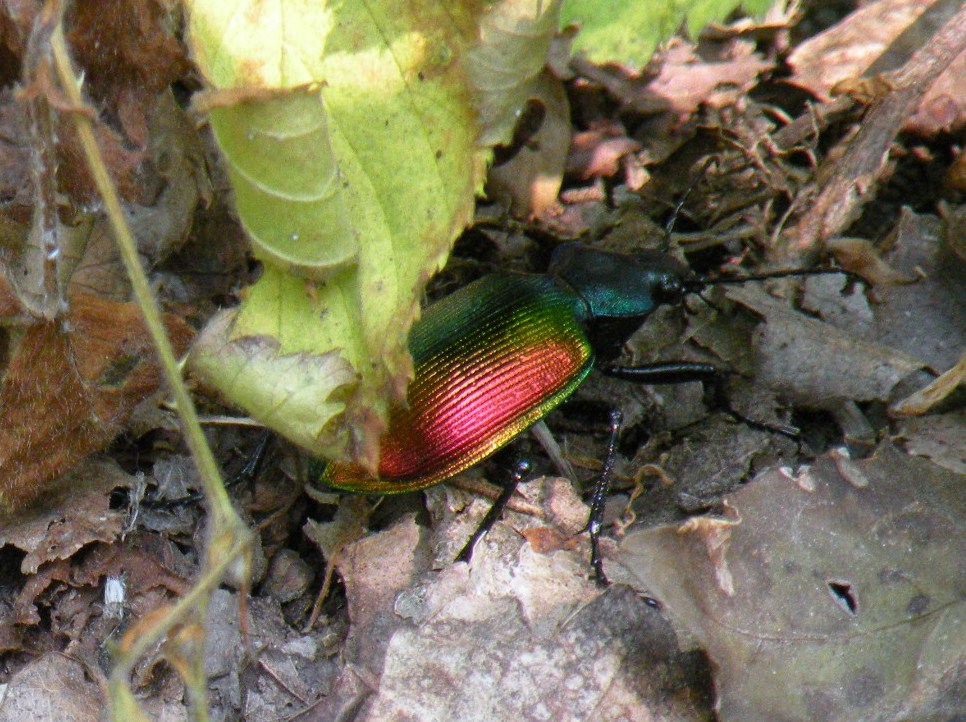 aiuto id coleottero coloratissimo: Calosoma sycophanta