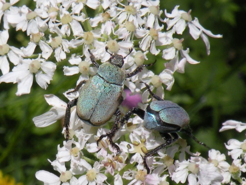 aiuto id Coleotteri su Achillea: Hoplia argentea