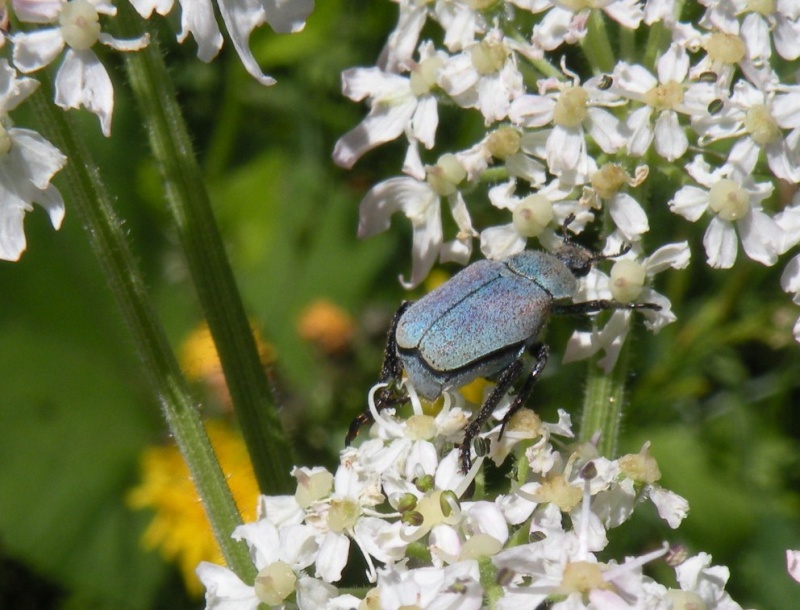 aiuto id Coleotteri su Achillea: Hoplia argentea