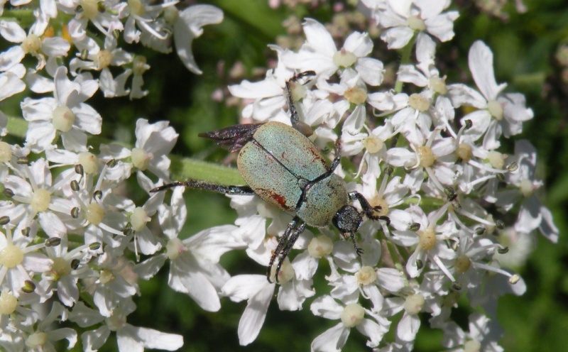 aiuto id Coleotteri su Achillea: Hoplia argentea