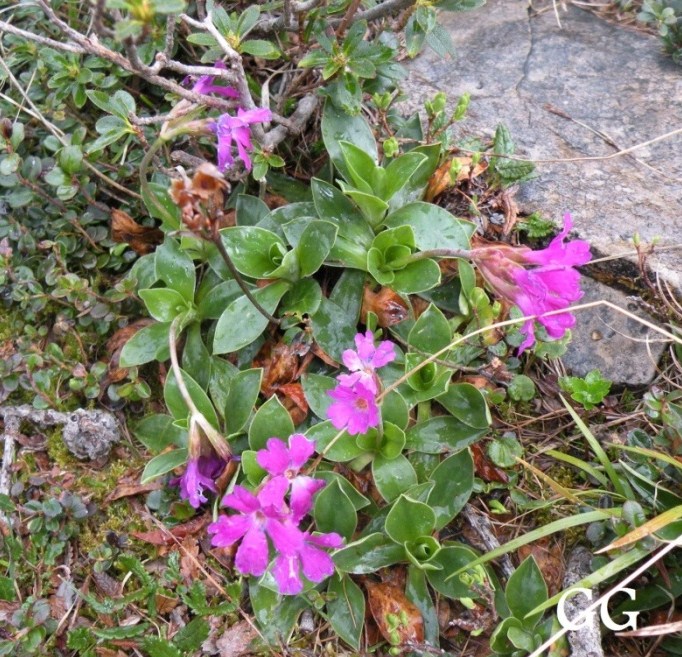 Primula glaucescens Moretti / Primula di Lombardia