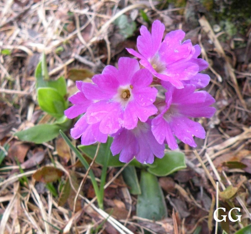 Primula glaucescens Moretti / Primula di Lombardia