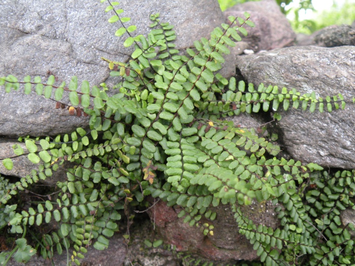 Asplenium trichomanes, ceterach e ruta-muraria