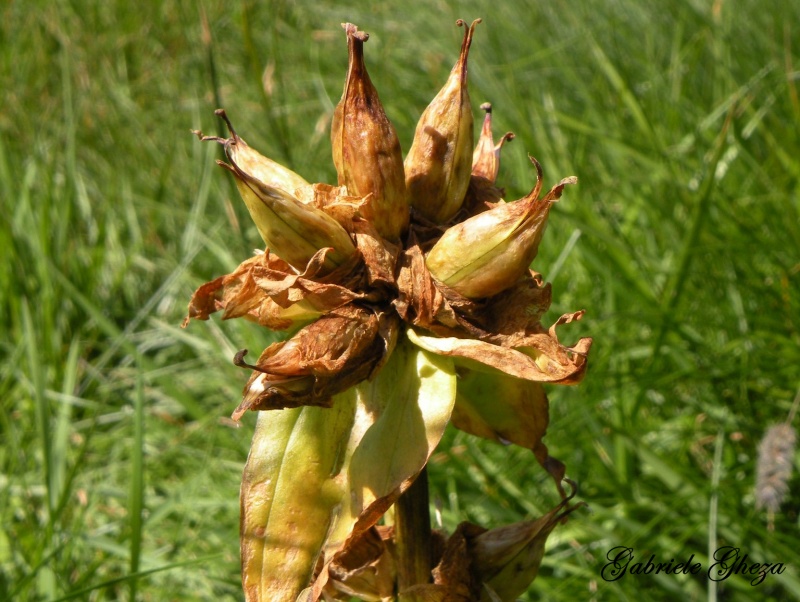 Gentiana punctata / Genziana punteggiata