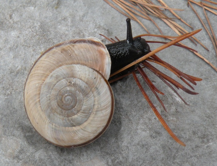 Gasteropode d''alta quota: C.cingulatum hermesianum