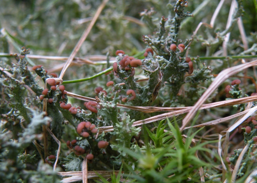 Cladonia furcata con apoteci