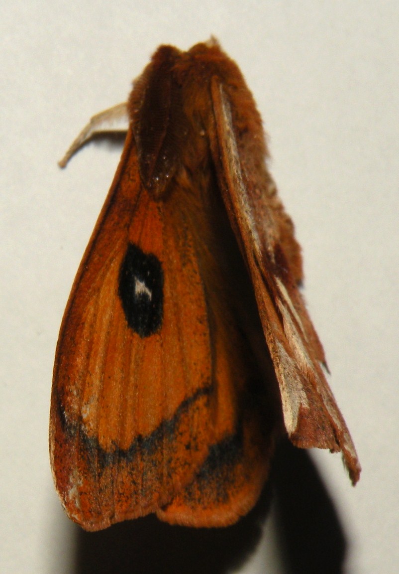 identificazione falena morta - Aglia tau