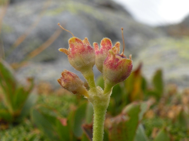 Primula daonensis / Primula della Val Daone