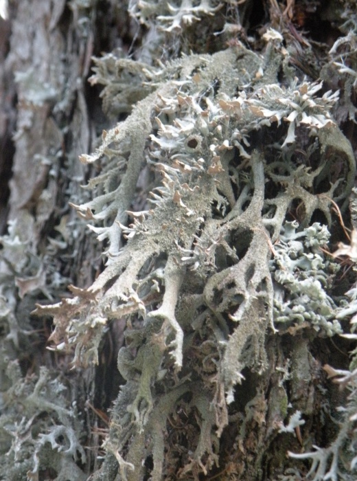 Pseudevernia furfuracea - diverse variet�?