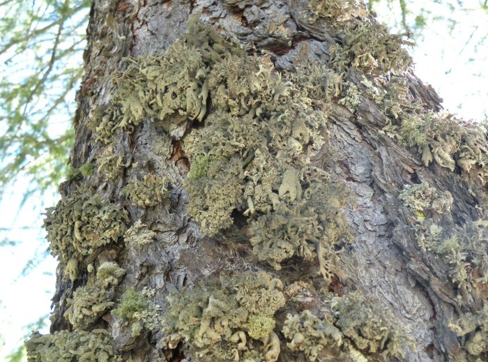 Pseudevernia furfuracea - diverse variet�?