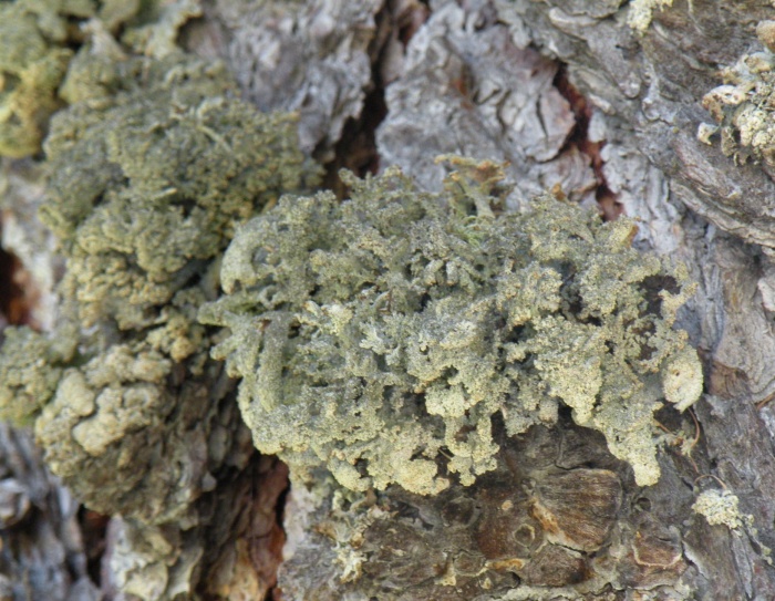 Pseudevernia furfuracea - diverse variet�?