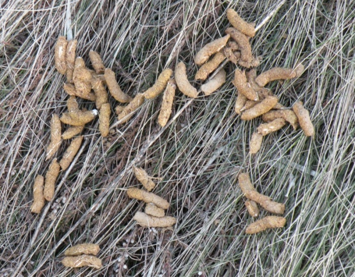 Le fatte del Gallo forcello