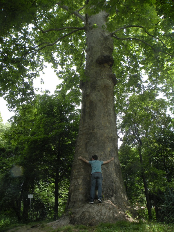 Il Platano di Scopoli