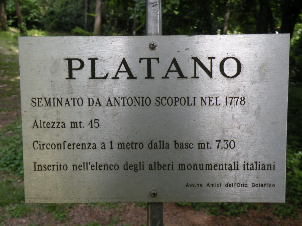 Il Platano di Scopoli
