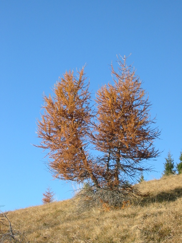 Larix decidua / Larice comune
