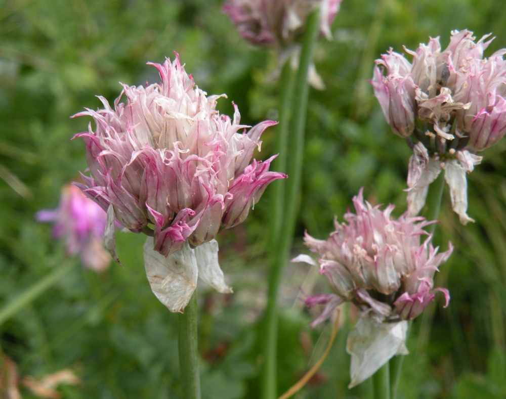 Allium schoenoprasum / Erba cipollina