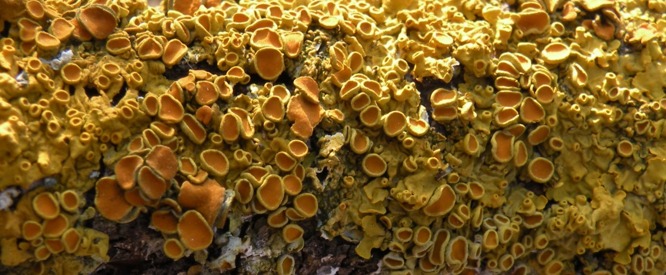 Licheni in un frutteto lomellino - Xanthoria parietina e alt