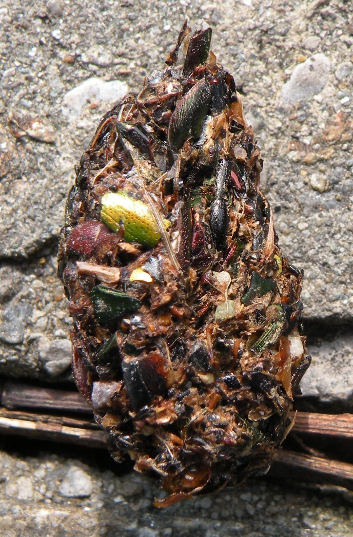 borra da identificare