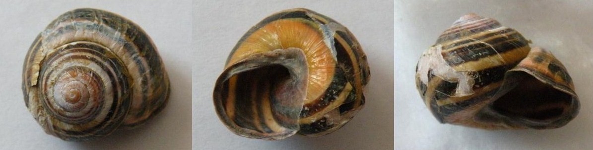 Cepaea?