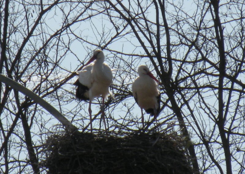 Le Cicogne di Zerbol�