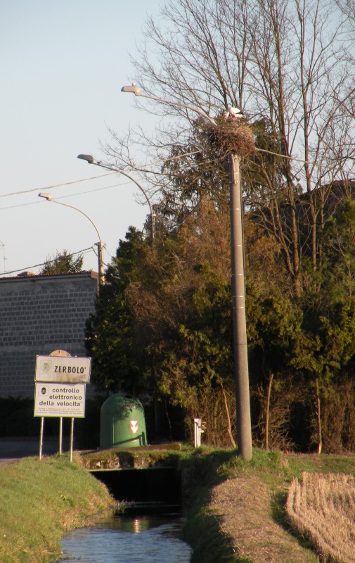 Le Cicogne di Zerbol�