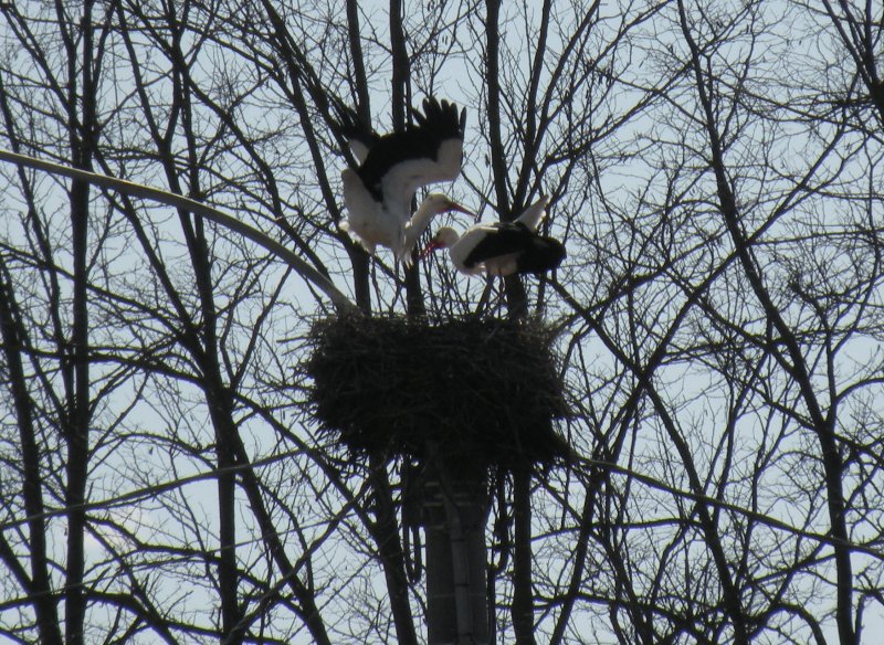 Le Cicogne di Zerbol�