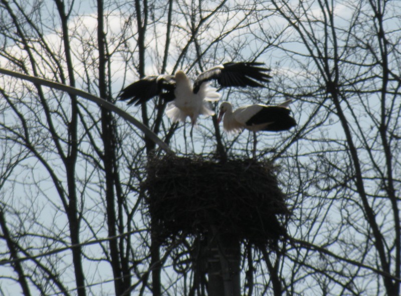 Le Cicogne di Zerbol�