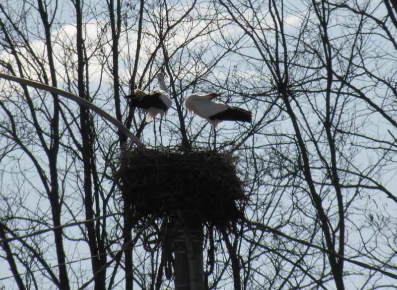 Le Cicogne di Zerbol�