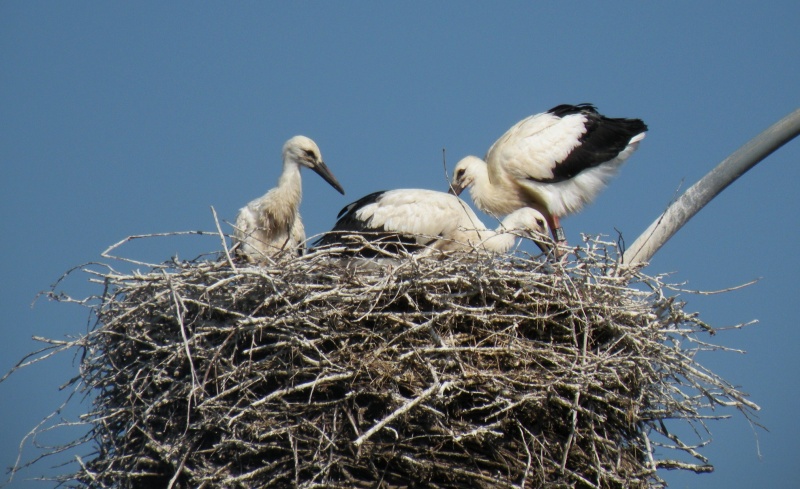 Le Cicogne di Zerbol�