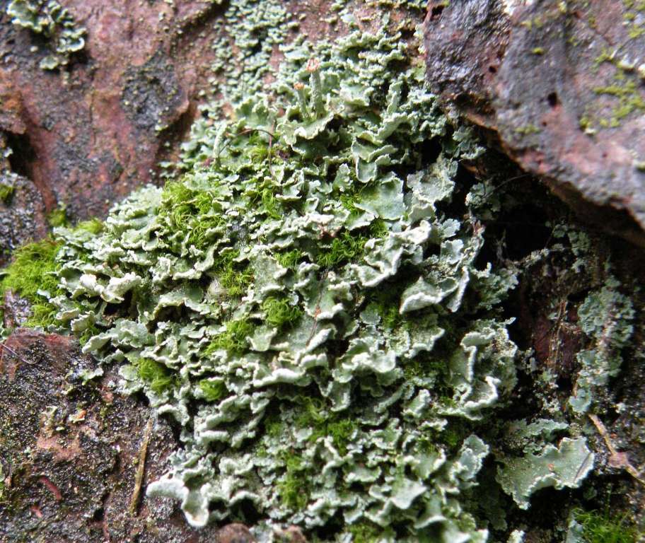 Cladoniae dalla Valle Camonica