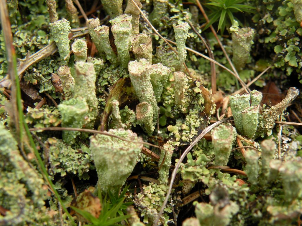 Cladoniae dalla Valle Camonica