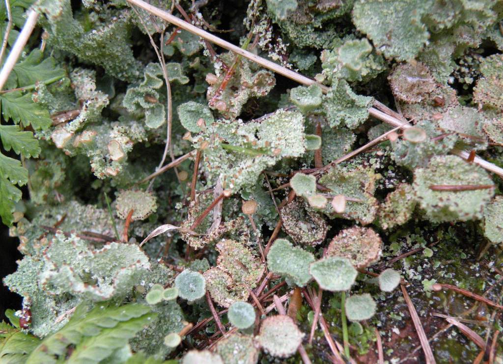 Cladoniae dalla Valle Camonica