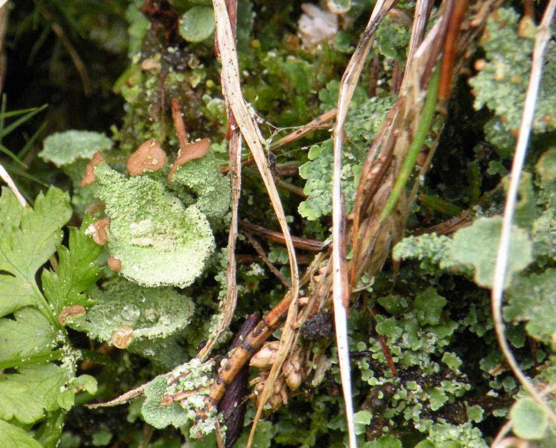 Cladoniae dalla Valle Camonica