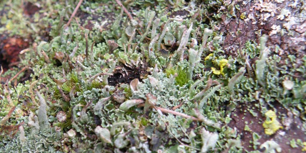 Cladoniae dalla Valle Camonica