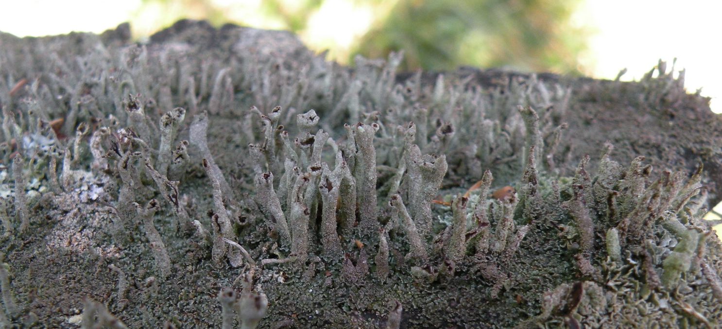 Cladoniae dalla Valle Camonica
