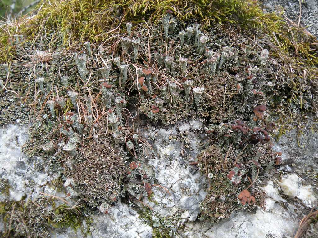 Cladoniae dalla Valle Camonica