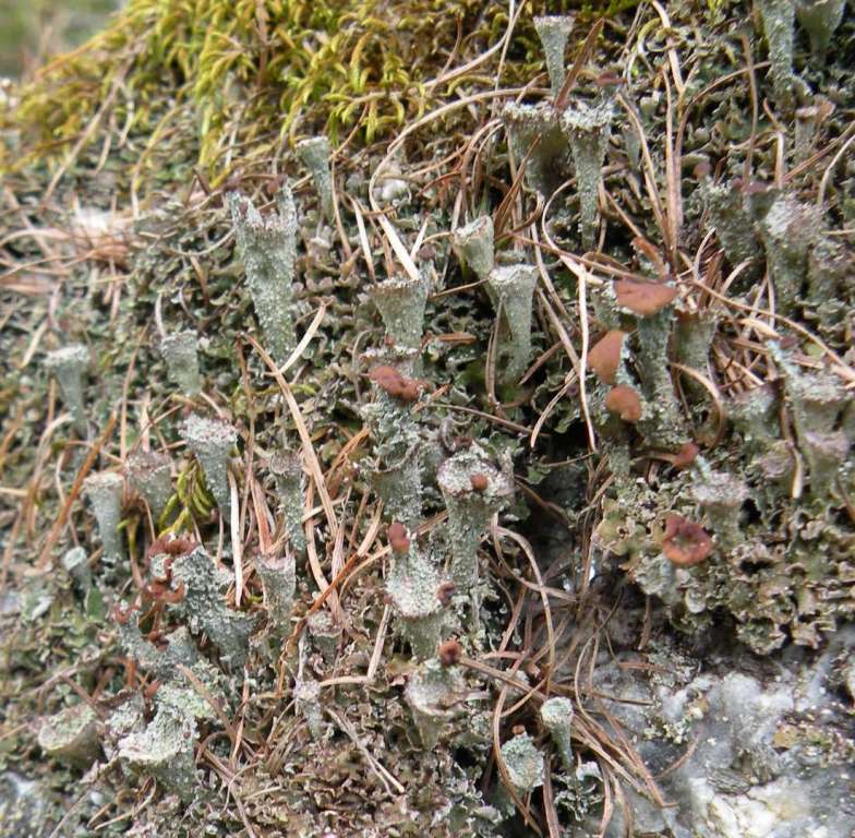 Cladoniae dalla Valle Camonica