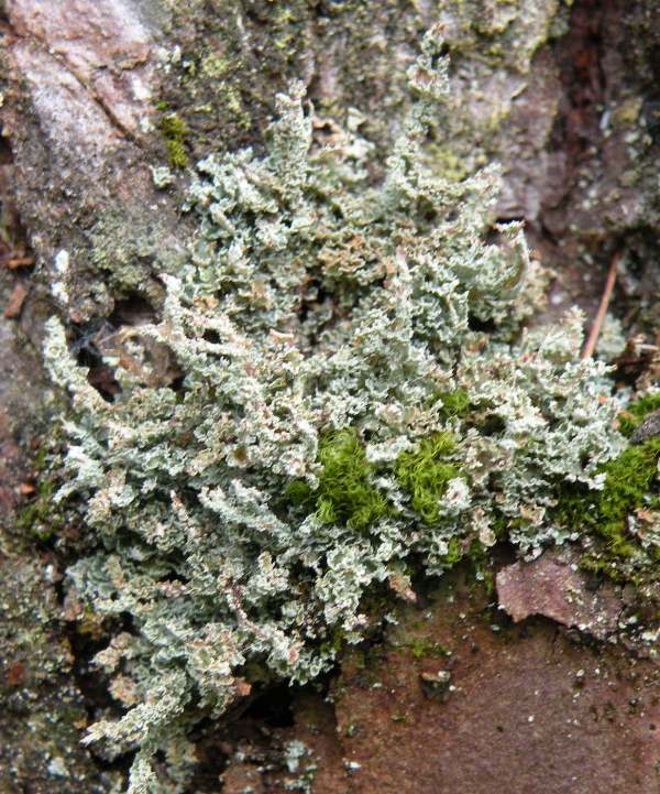 Cladoniae dalla Valle Camonica