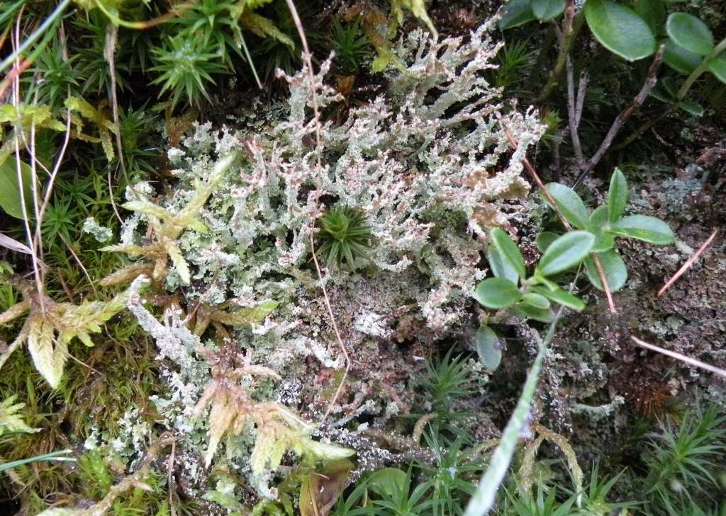 Cladoniae dalla Valle Camonica