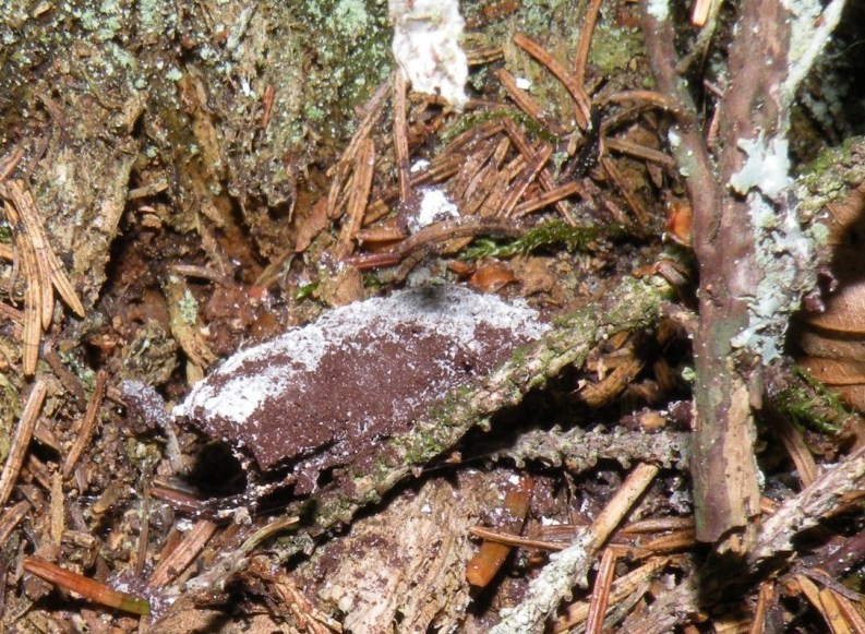 Fuligo sp.