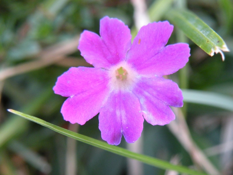 Primula glaucescens Moretti / Primula di Lombardia