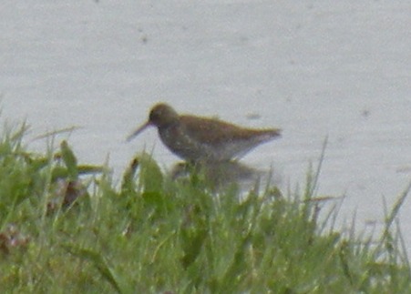 identificazione limicolo