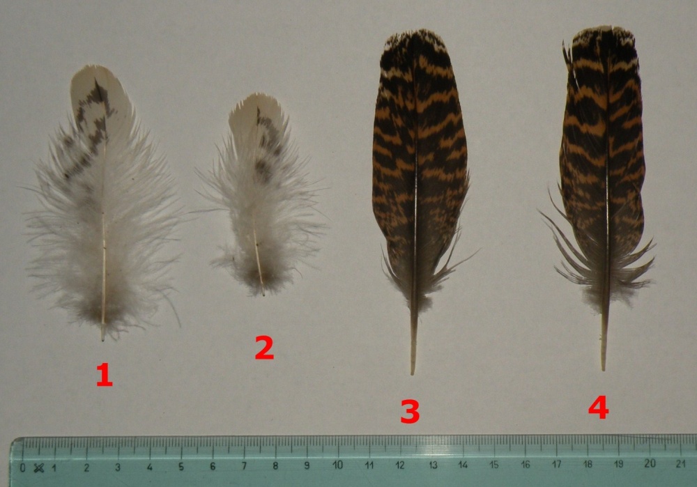 Penne : Lyrurus tetrix/Gallo forcello