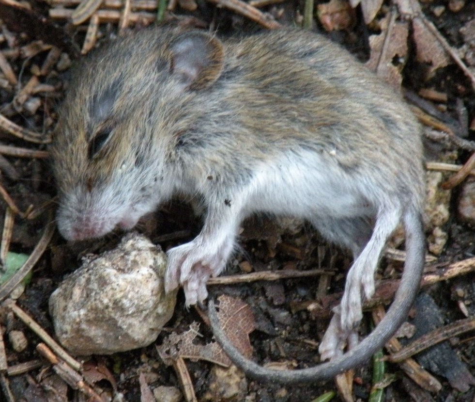 Apodemus sp. juv. morto