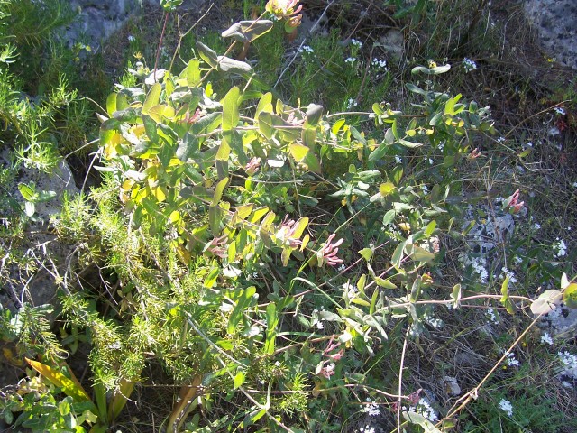 Lonicera implexa