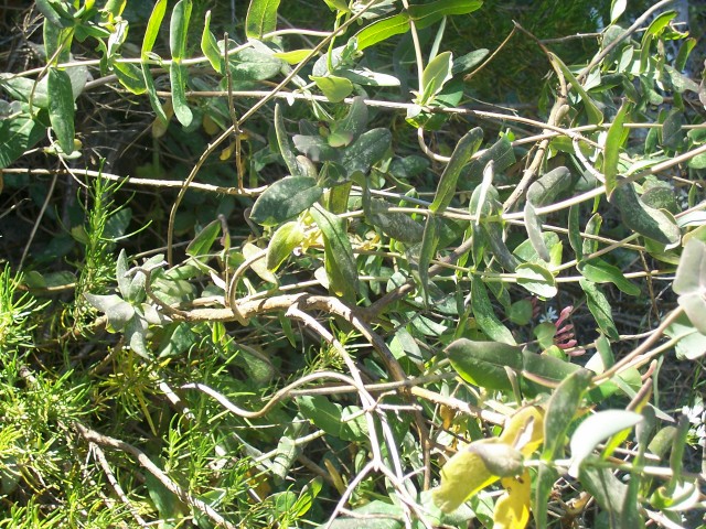 Lonicera implexa